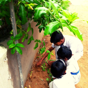 Tree planting in School