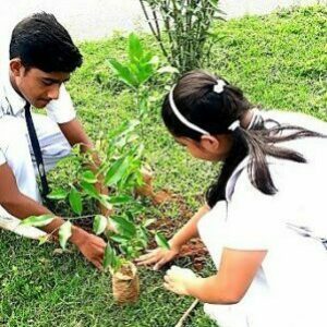 Tree Planting Campaign